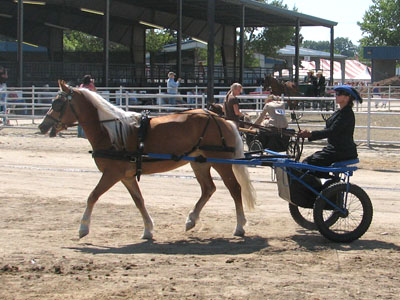 Barbara with her young mare