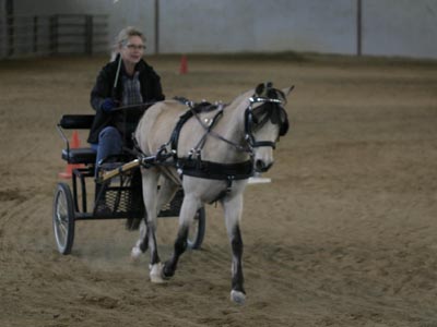 Buckskin pony