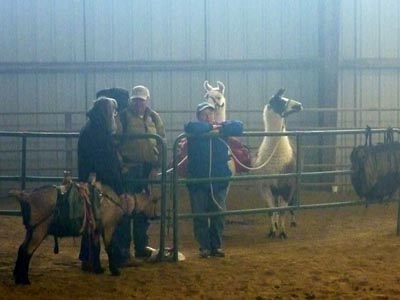 llamas & goats