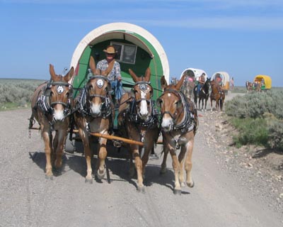 Four Mule Hitch