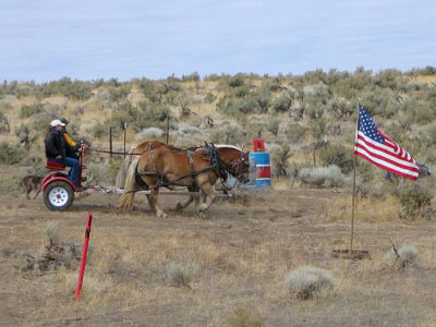 Haflinger team