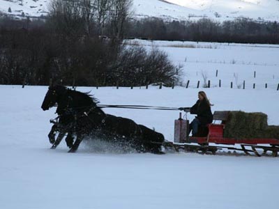 Inga Thompson and her Friesians