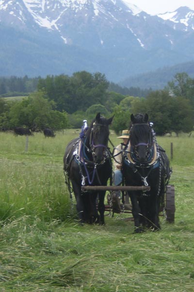 Inga and her Friesians haying