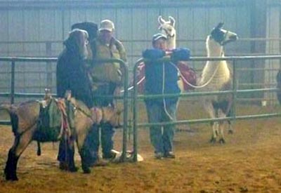 llamas and goat