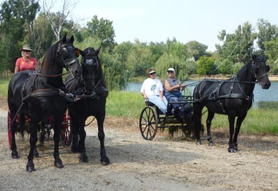 Lori and her friesians