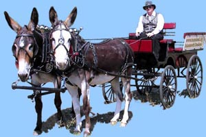 wagonwdonkeys