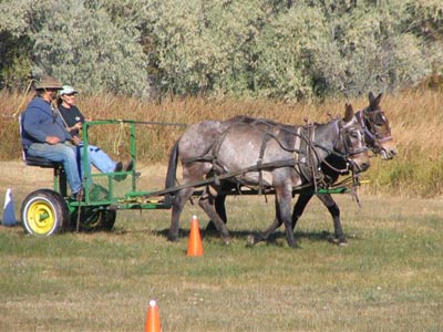 Mule Team