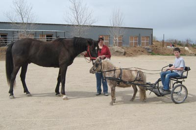mini & horse