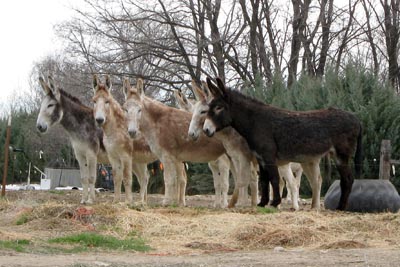donkeys