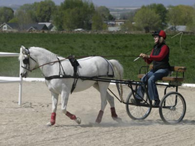 White pony